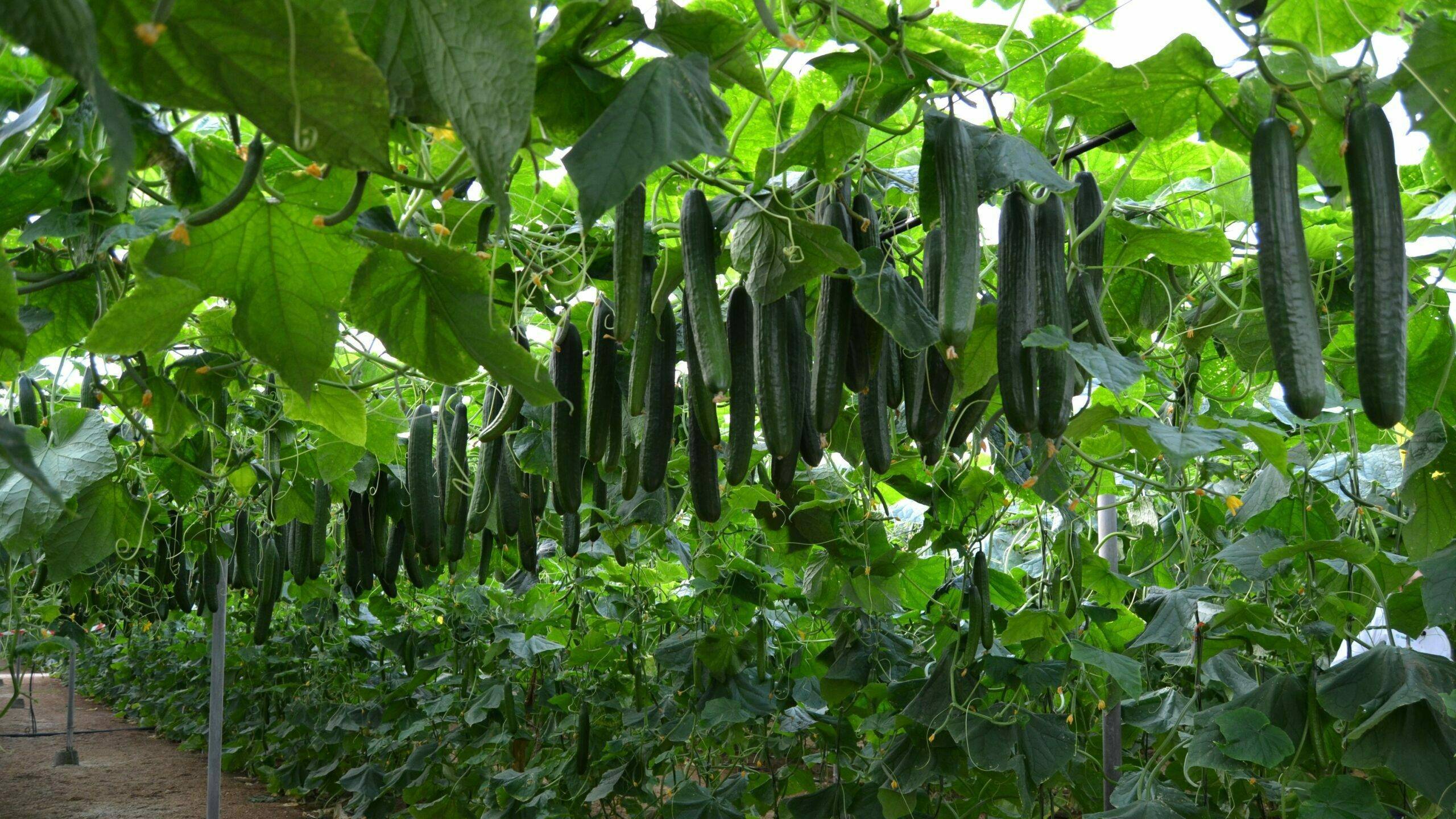 izal-pepino-holandes-sakata|20220119_113200|DSC_0543